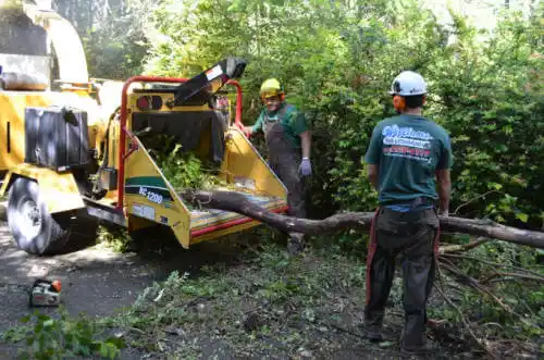 tree services Sky Lake